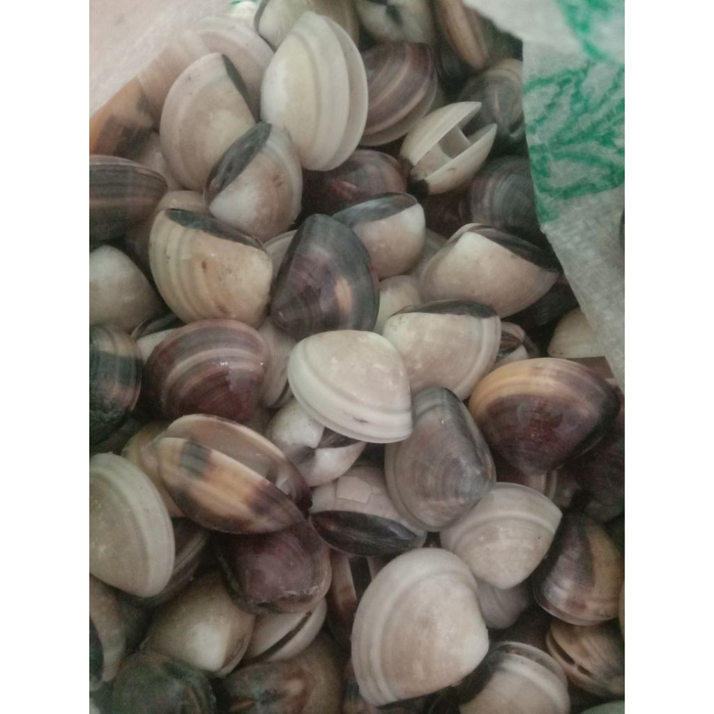 

Kerang Tahu