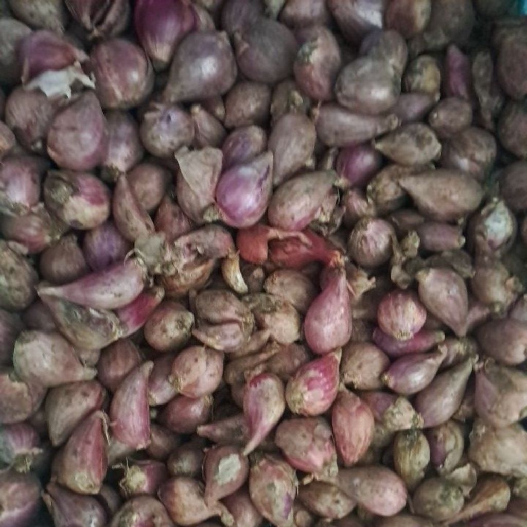 

bawang merah 100gr