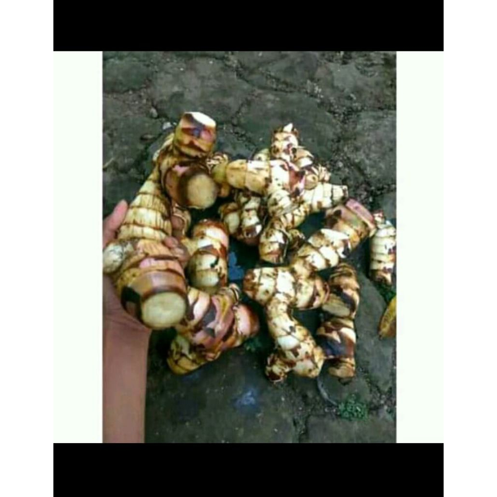 

ubi gayong/ ubi gayol 1kg ubi berkhasiat