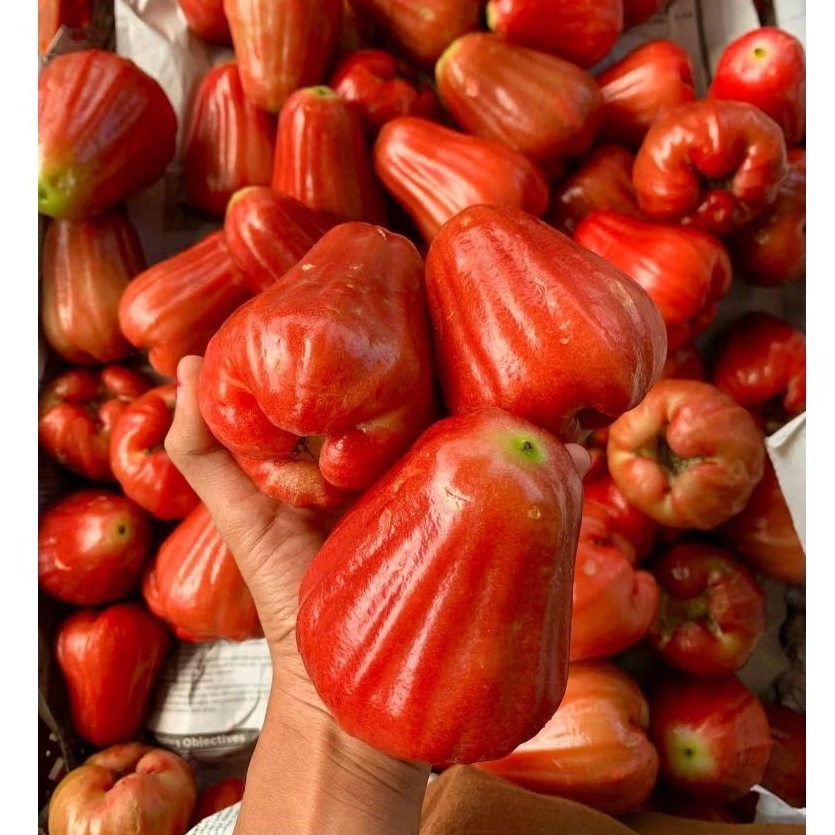 

JAMBU CITRA SUPER /selalu baru 1kg