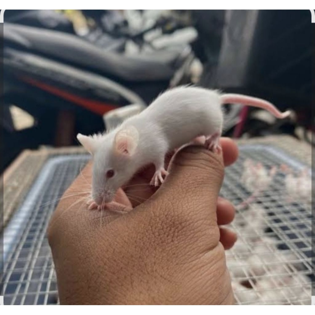 mencit/tikus putih (jumper)8-10gram+