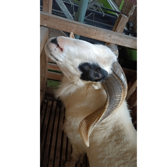 

Domba Garut Super 3 (49 sd 54 kg)