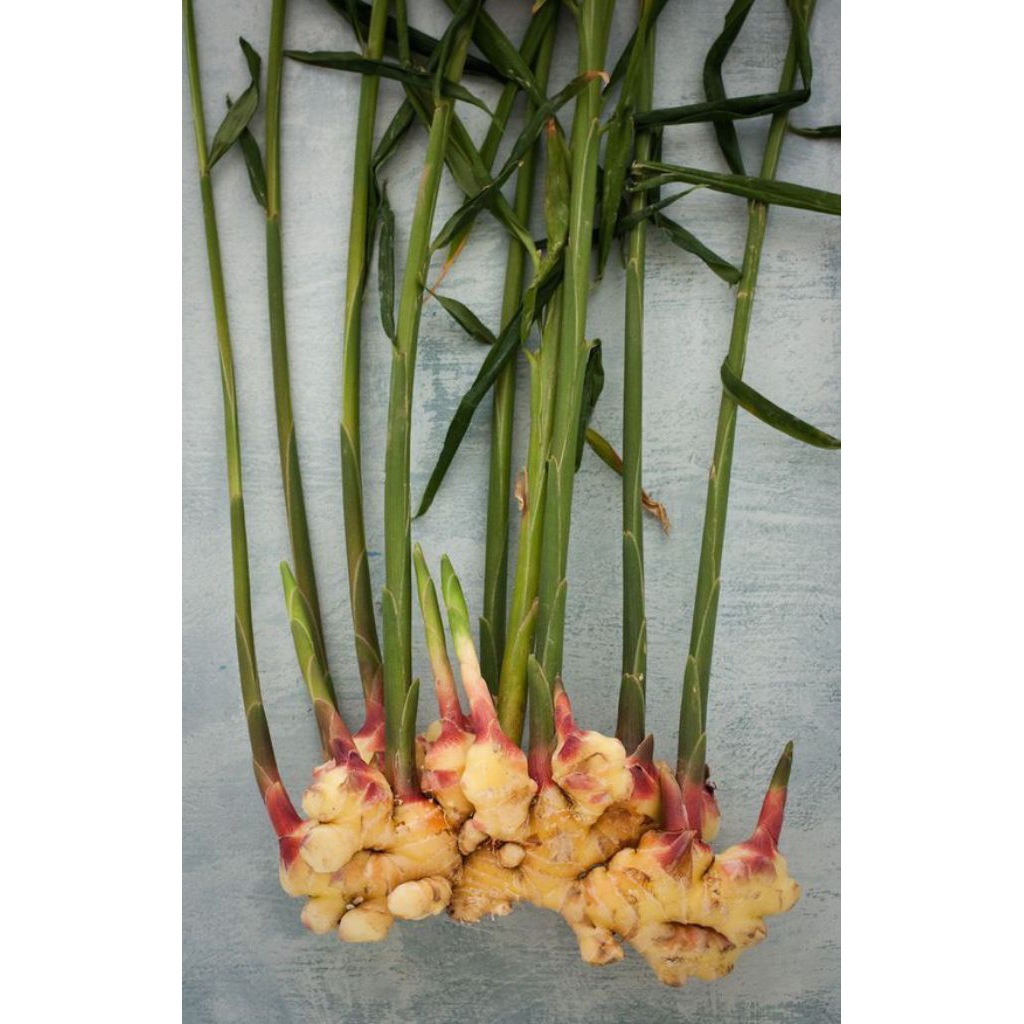 

bibit, jahe, herbal, alamin dari Indonesia/1 batang