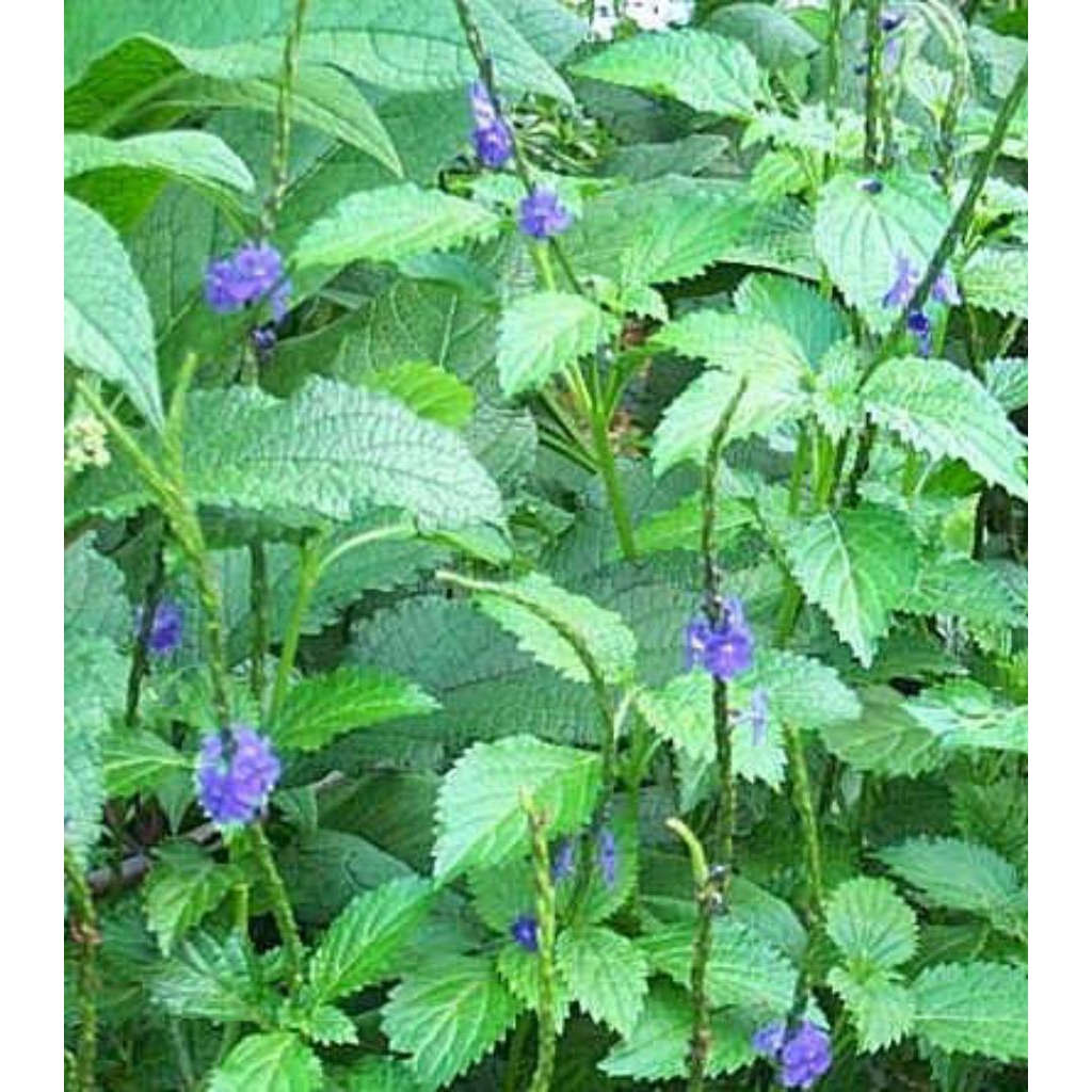 

Tanaman pecut kuda herbal alami yg banyak manfaat