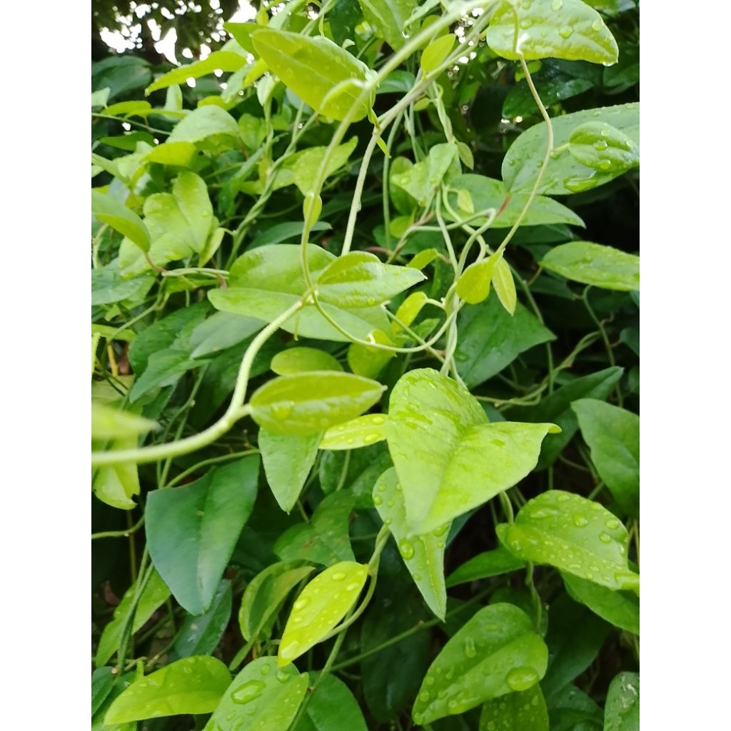 

Daun cincau Segar per-100 gram