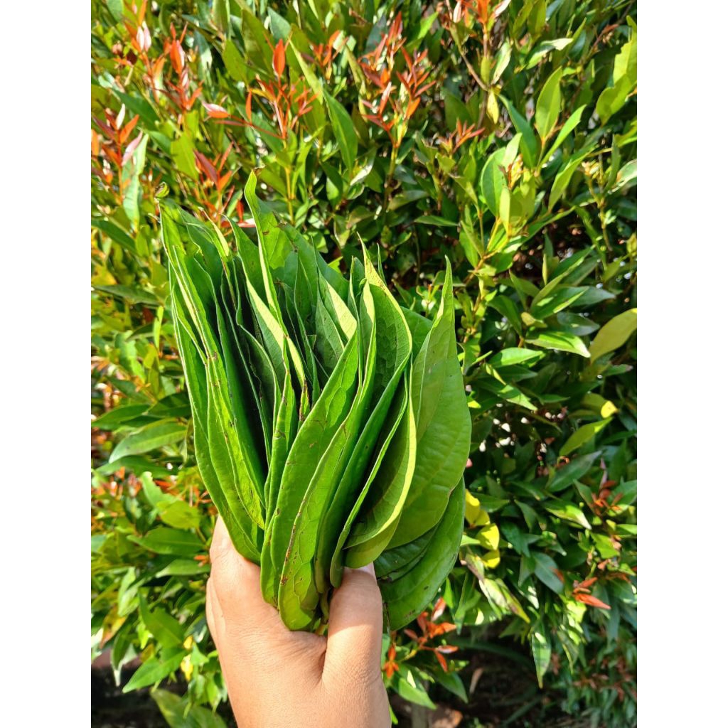 

DAUN SIRIH SUPER 1 KEPIT
