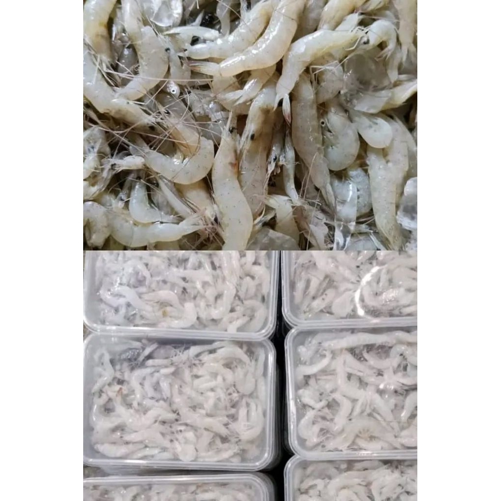 

Udang Kecil / Udang Peyek 500gr – Segar, Bersih, Siap Masak