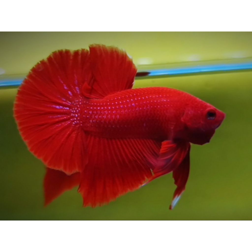 HIASAN AQUARIUM HMPK SUPER RED GRADE A+