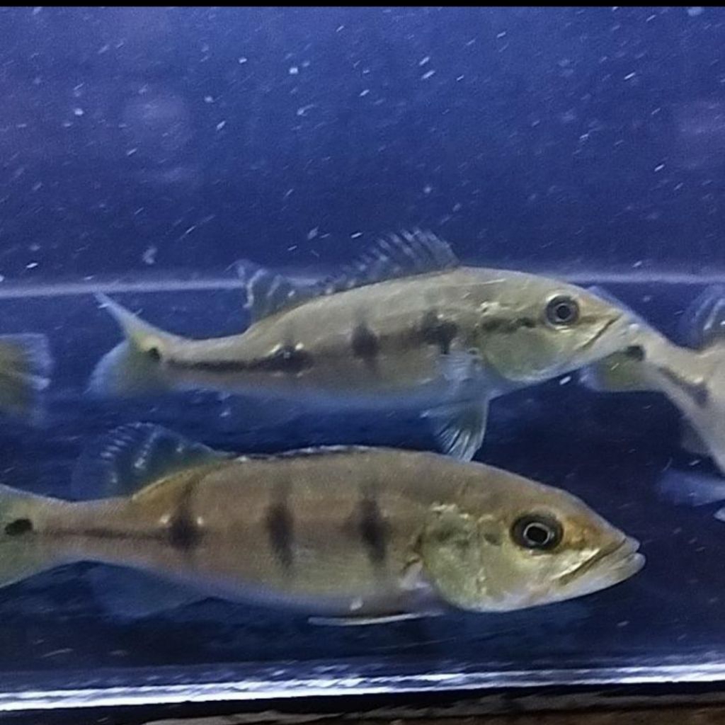 pibas orinoco 9-10cm