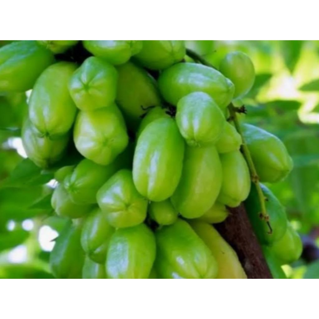 bibit tanaman buah dan sayuran blimbing wuluh