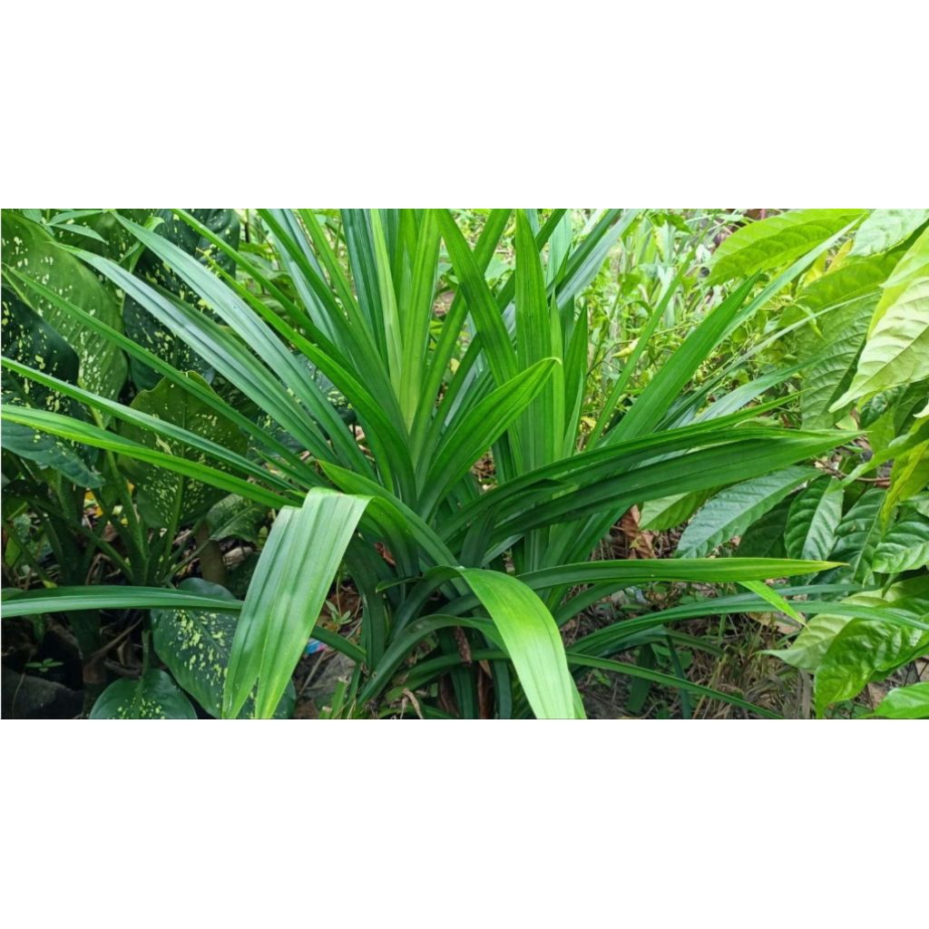

Daun pandan wangi Segar 10 lembar