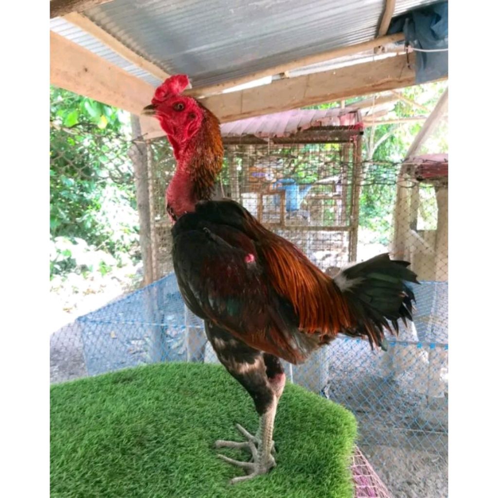 

Mangon ori impor thailand (TELUR FERTIL) TERLARIS.