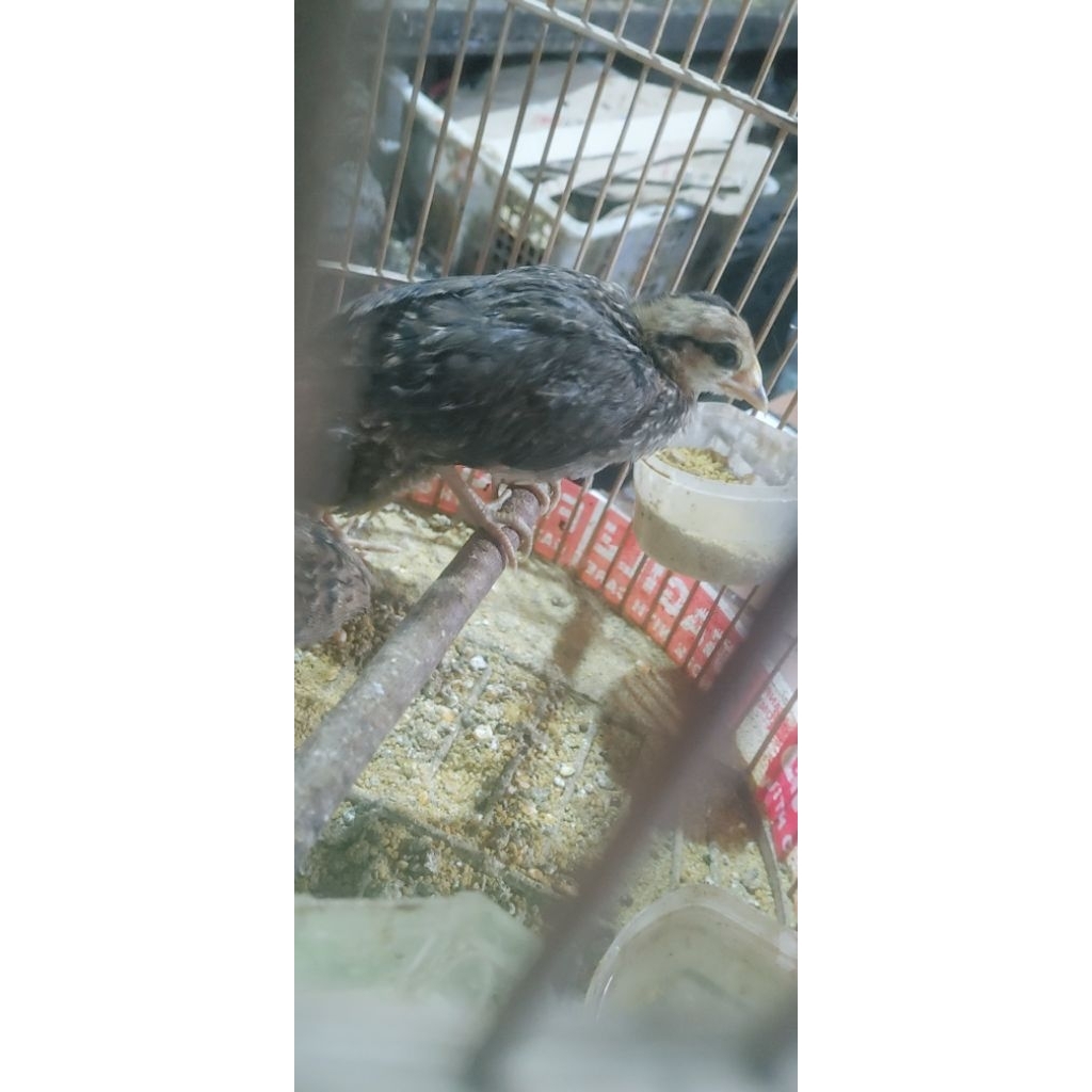 AYAM HUTAN HIJAU USIA 1 BULANAN SATUAN /SEPASANG