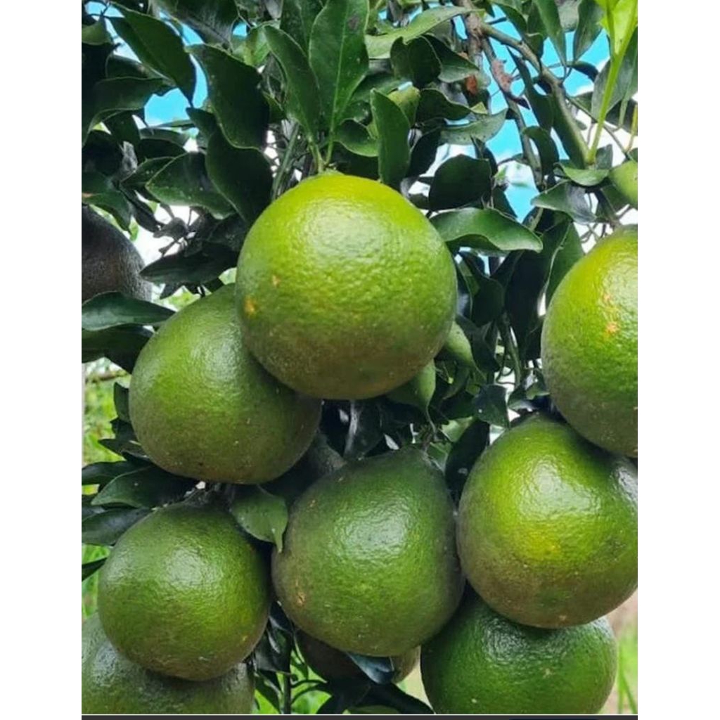 

Jeruk peras nano nano jeruk segar