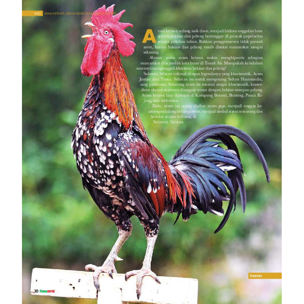 

TELUR FERTIL AYAM KETAWA GRETEK SLOW DANGDUT UNTUK DITETASKAN