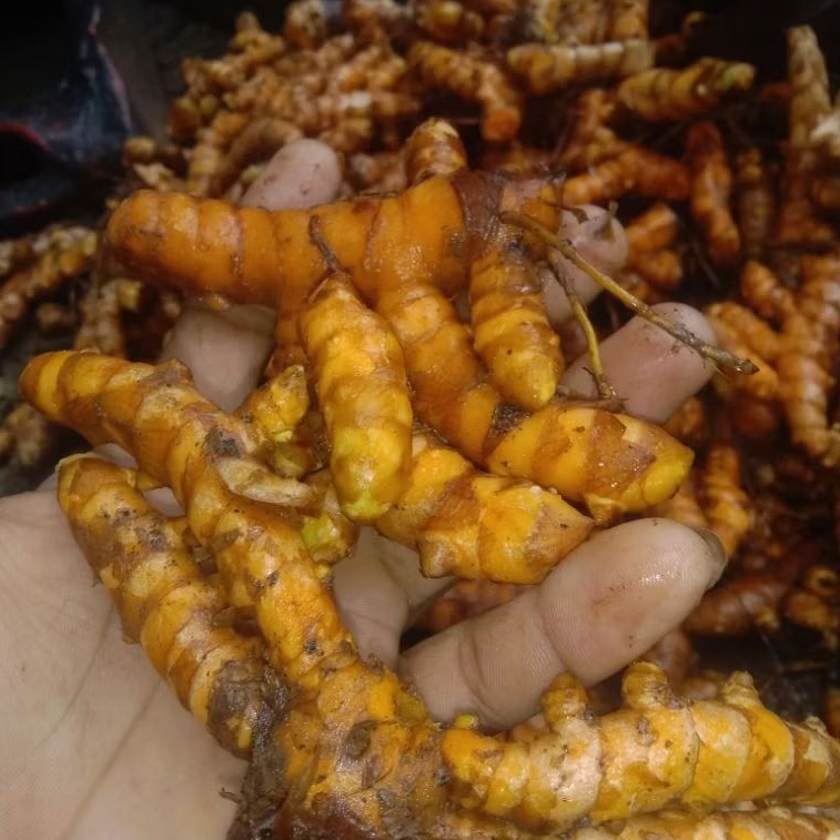 

kunyit organik fresh langsung di ambil dari kebun