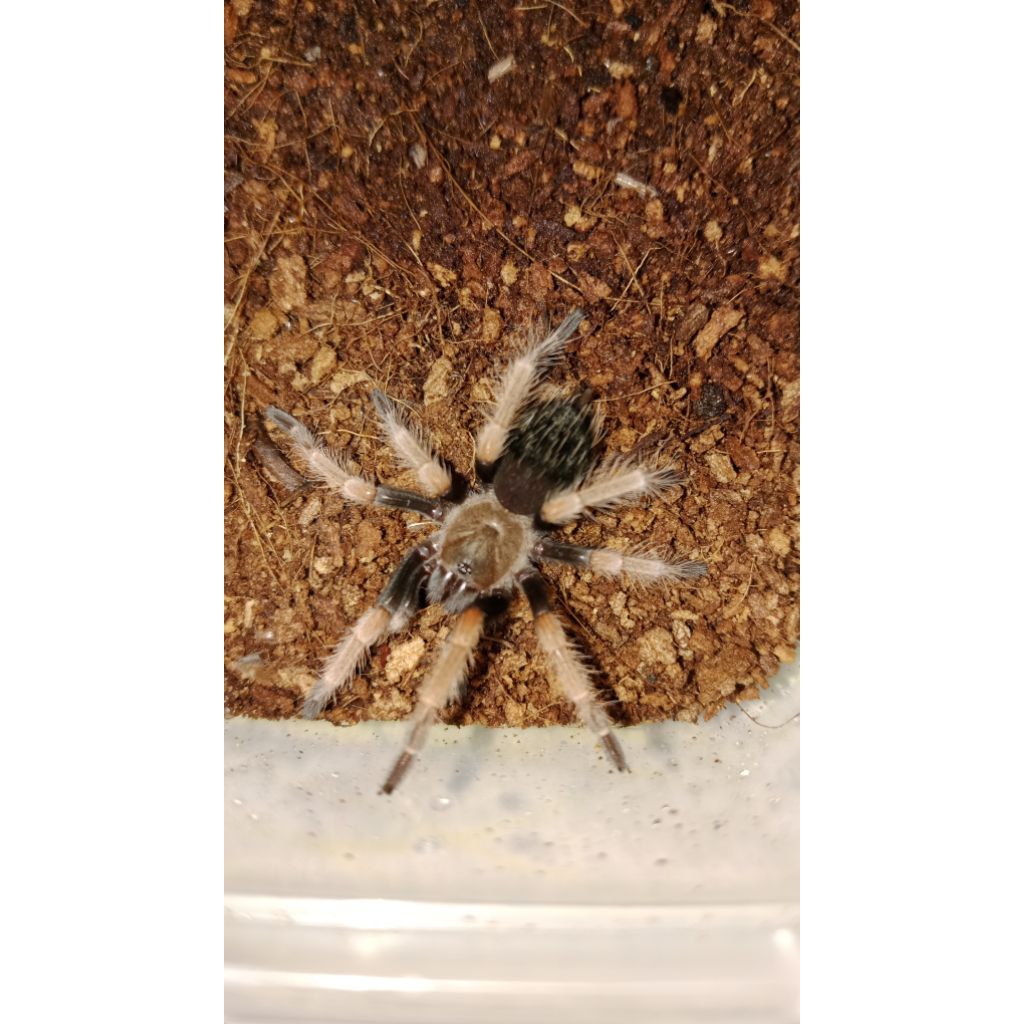 Brachypelma boehmei