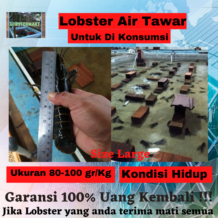 

Lobster Air Tawar Untuk dikonsumsi Hidup Ukuran Large 10-15 ekor/Kg Jenis RedClaw Capit Merah