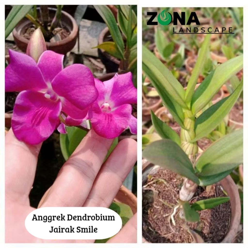 Bunga Anggrek Pink Jairak Smile (+Pot Tanah Liat & Media) Anggrek Dendro Import