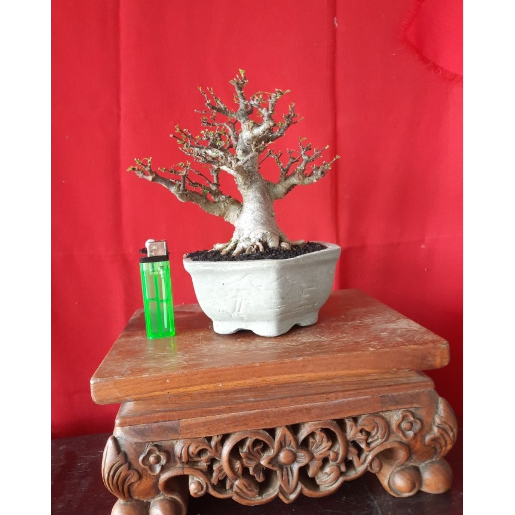 bonsai mame anput