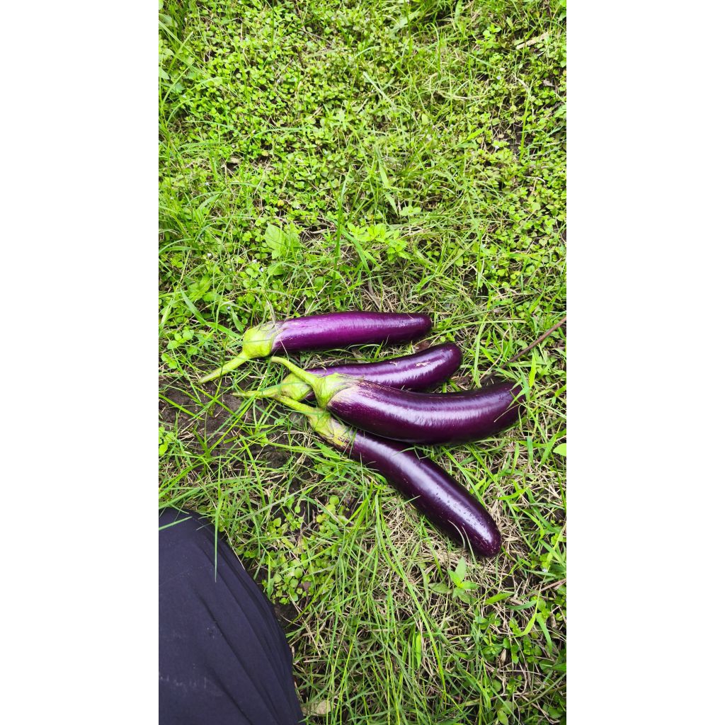 

TERONGlangsungdarikebun