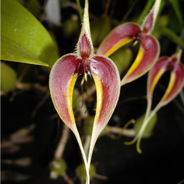 [ DEWASA ] Bulbophyllum blumei | Bulbophyllum maxillare