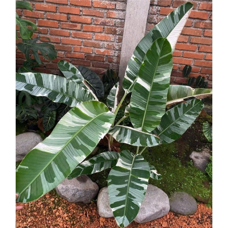 Pisang Varigata Musae