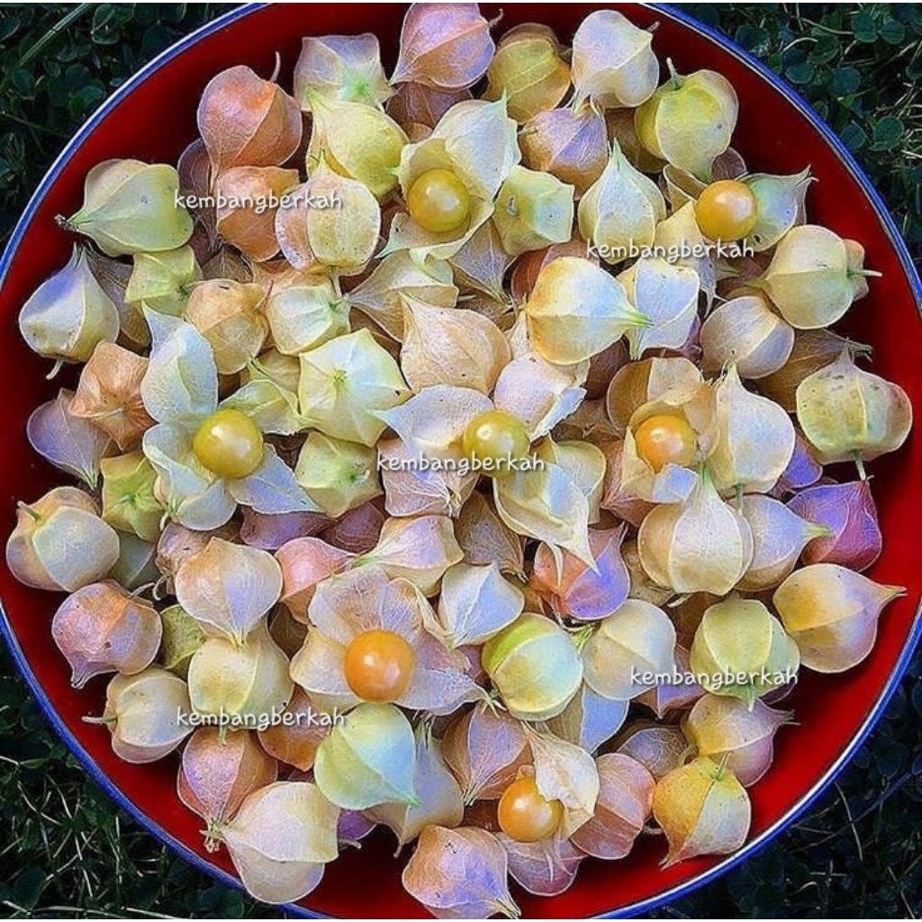 

Buah ciplukan / goldenberry / cecendet / ceplukan 100 gr