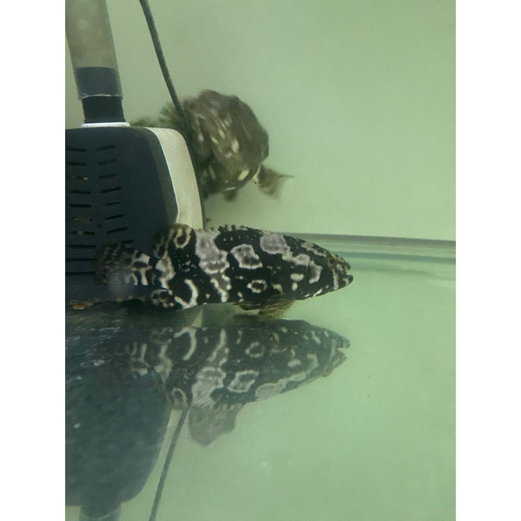 kerapu cantang air tawar tambah garam sedikit size 10-11cm