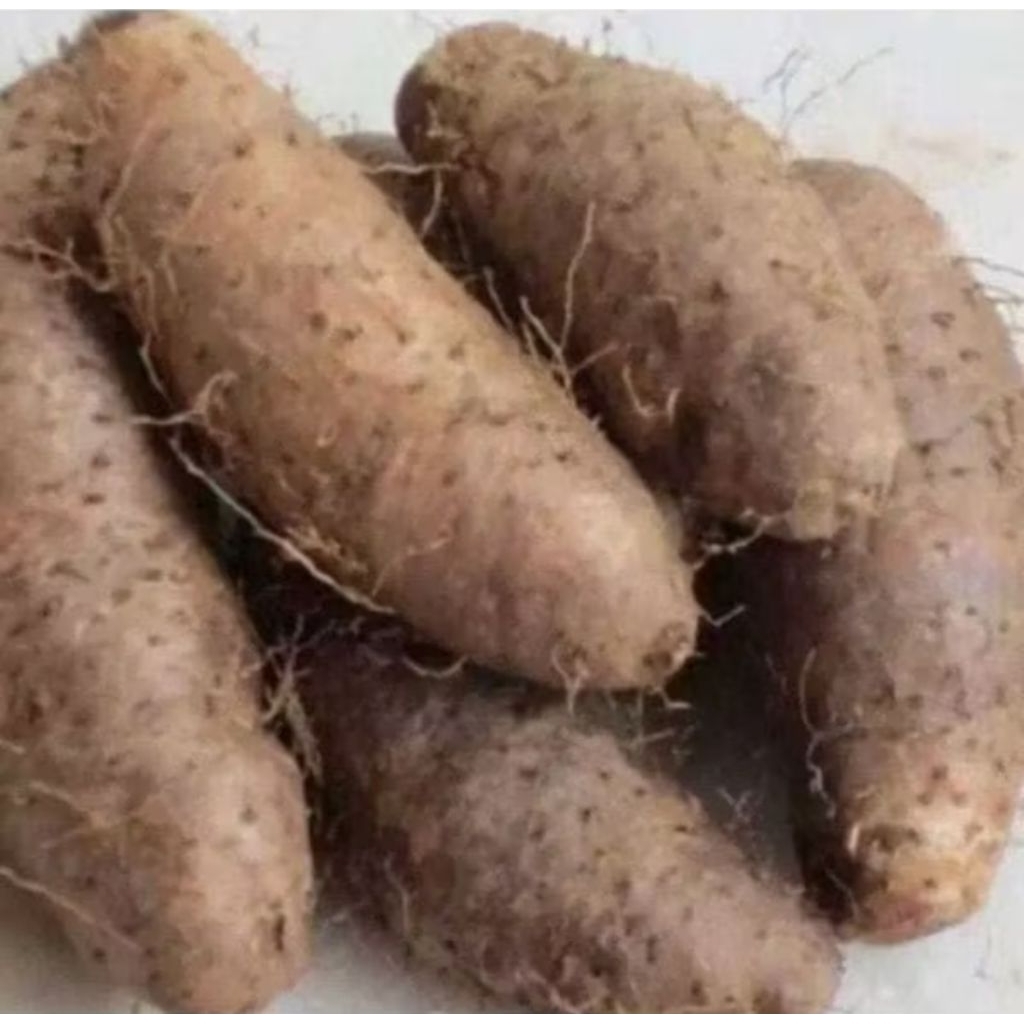 

Gembili / mbili / kembili / umbi gembili segar 500gr 1kg