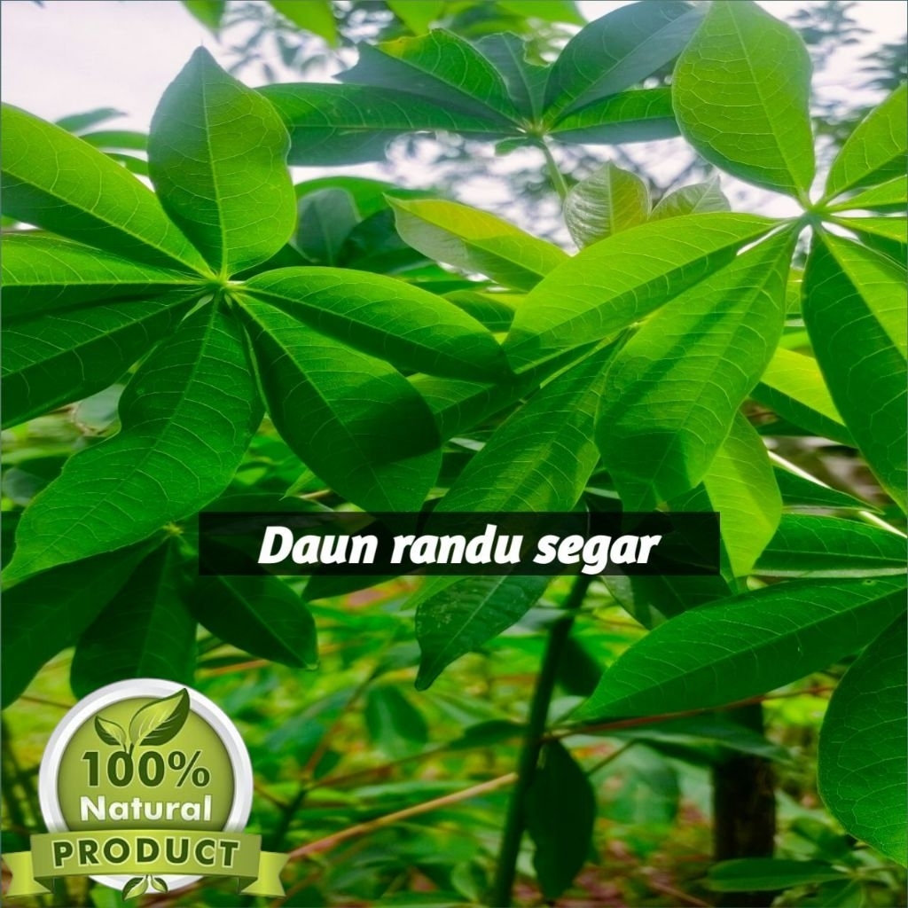 

Daun Randu Segar | Obat Herbal Tradisional Alami | Untuk Kesehatan & Pengobatan Alami