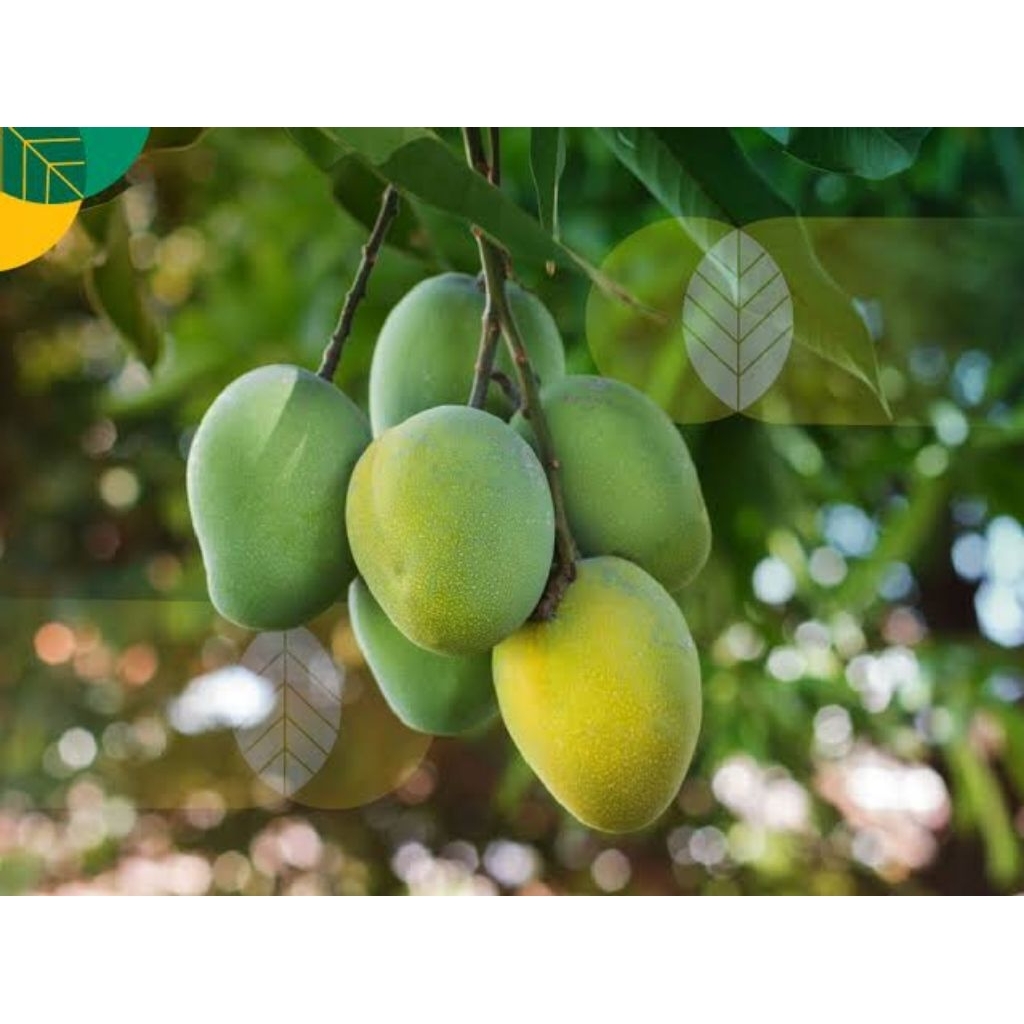

mangga muda asli keben