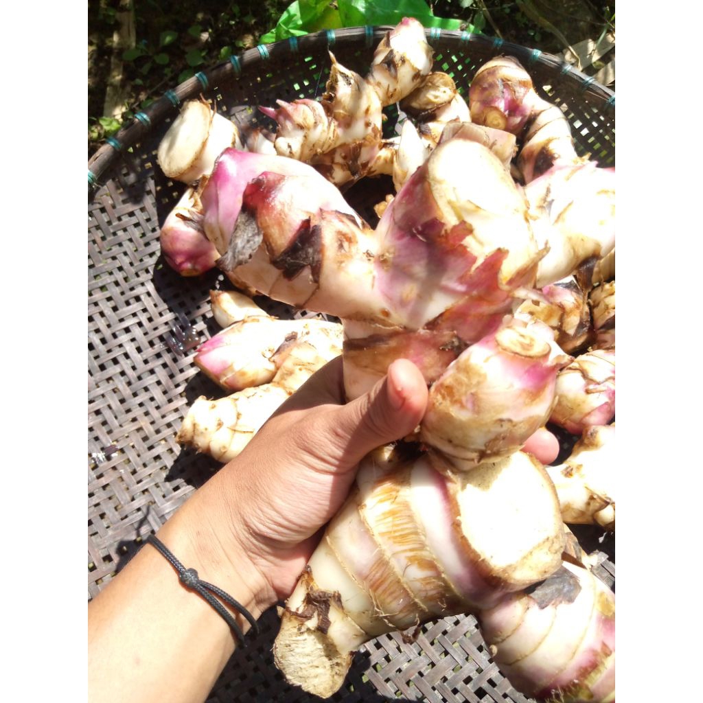 

ubi gayong/ganyol fresh dan berhasiat 99% bersih dari tanah