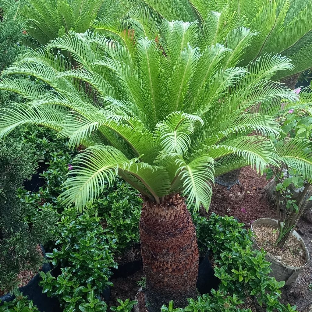 Tanaman Palem Sikas Mawar Jambe