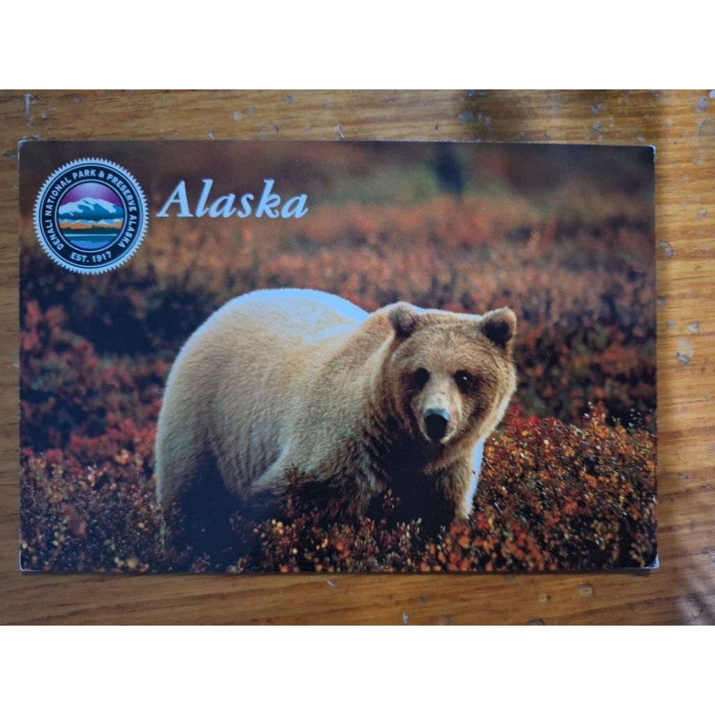 

kartu pos bear alaska/alaska bear postcard