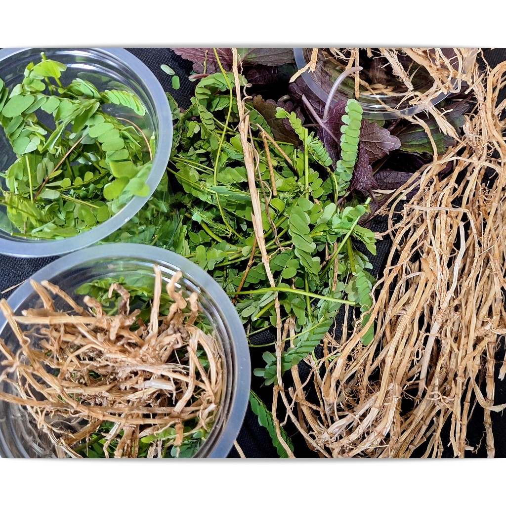 

Rempah Herbal Organik Mengatasi Keputihan Wanita Per 1 Cup