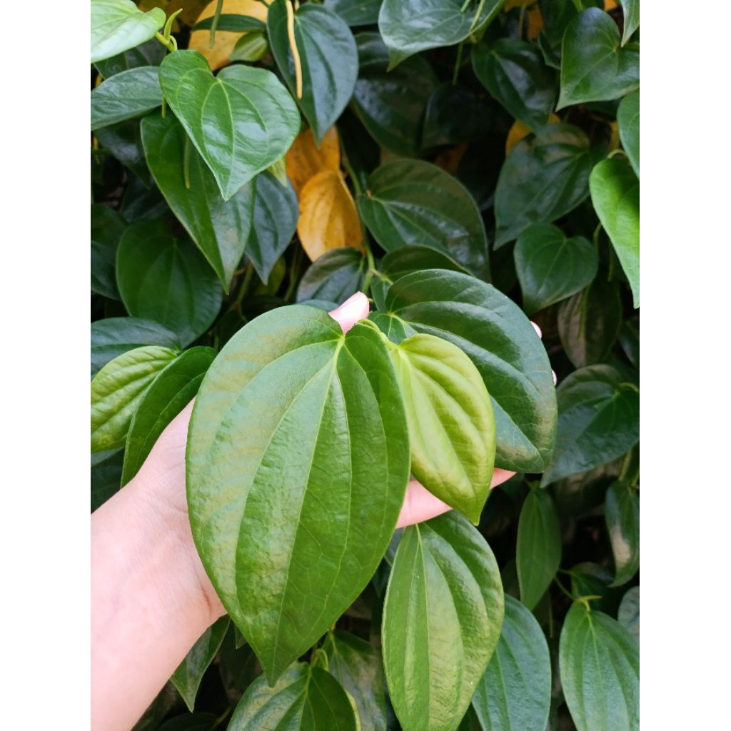 

Daun Sirih Fresh 50 Lembar