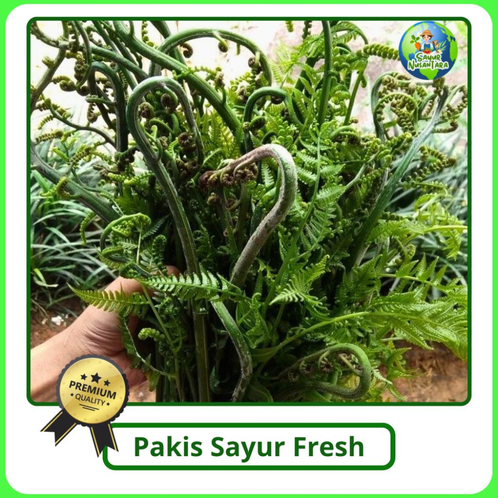 

Promo Pakis sayur segar [250g] termurah bisa COD