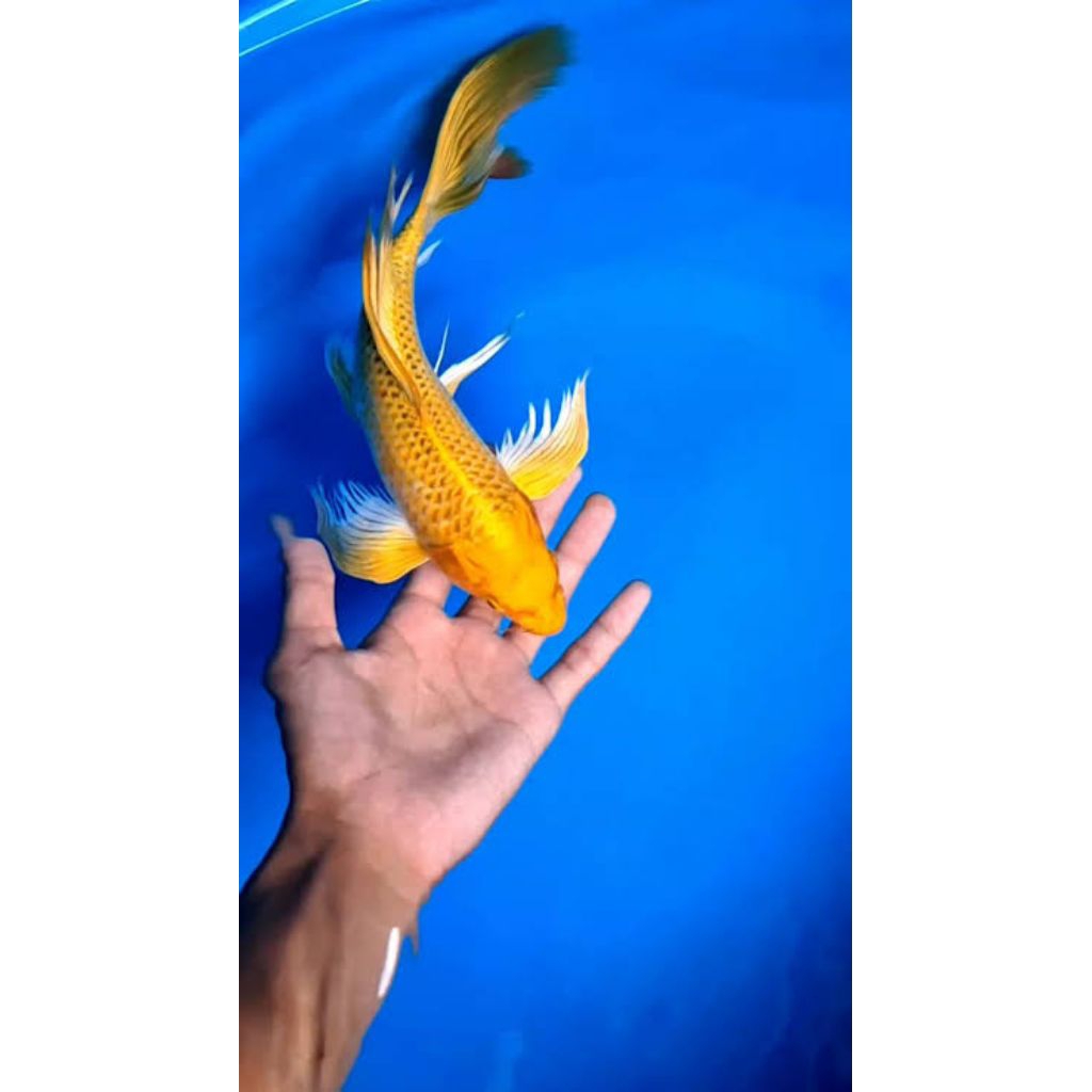 paket mix 5 ekor yamabuki ogon ukuran 10-15 cm