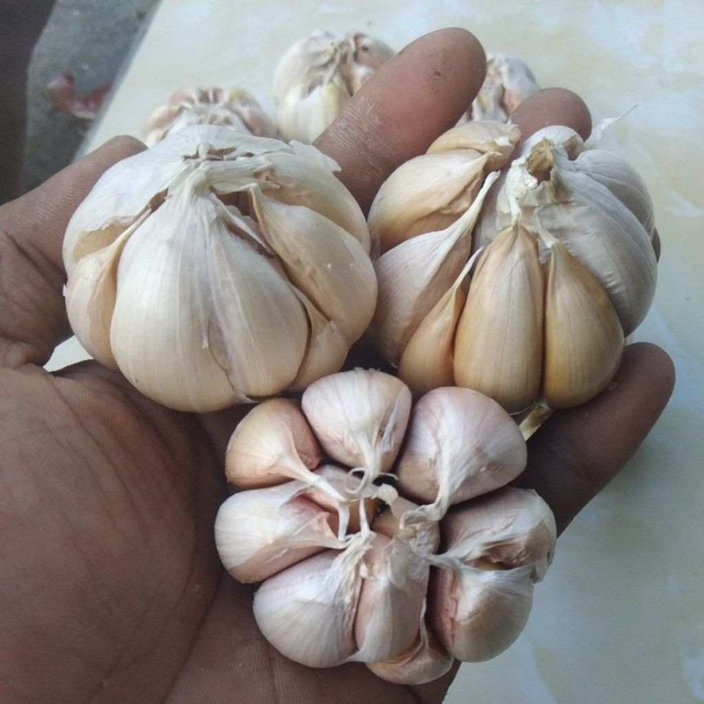 

bawang putih kemasan 250 gram