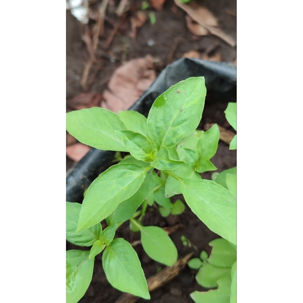 Bibit kemangi siap tanam