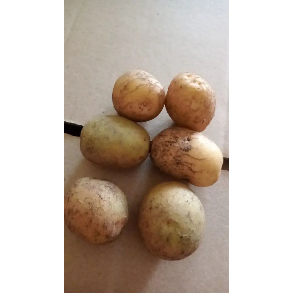 

Kentang 1kg Fresh Langsung Dari Petani