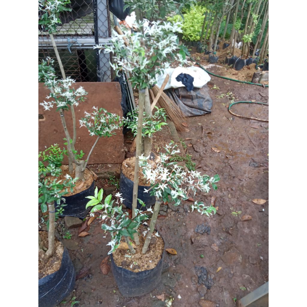 anting Putri salju 300.000 bonsai anting Putri salju tanaman anting Putri salju