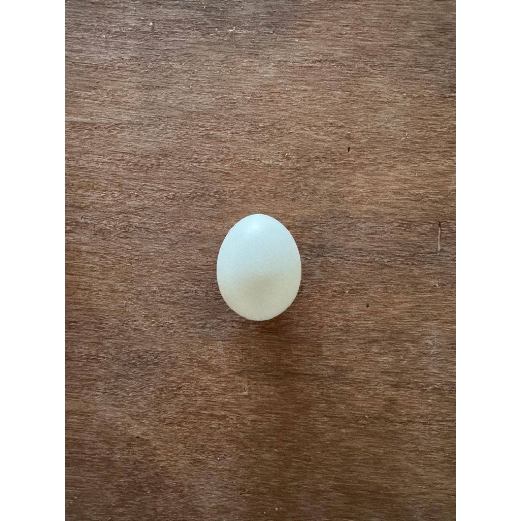 

1butir Telur Ayam Kampung Omega (pembelian min. 6 butir)