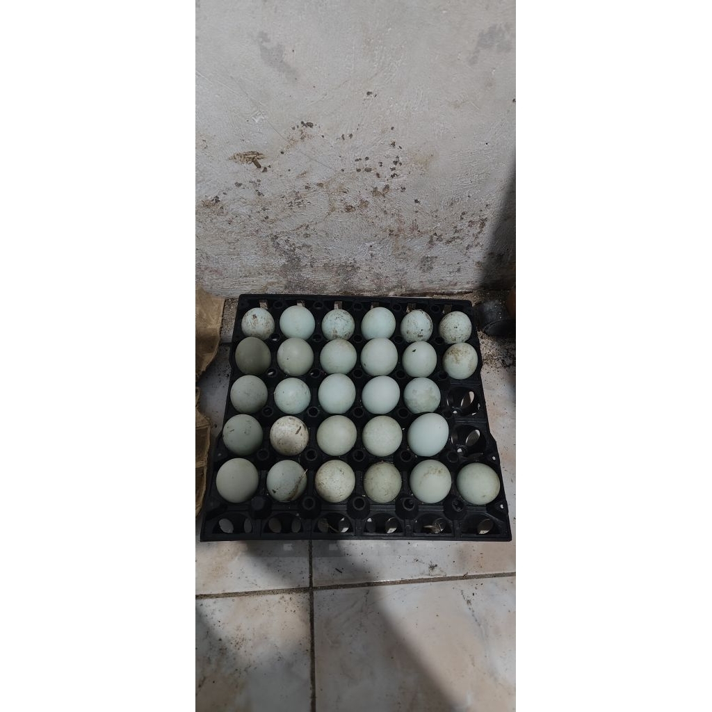 

Telur Bebek Langsung dari kandang