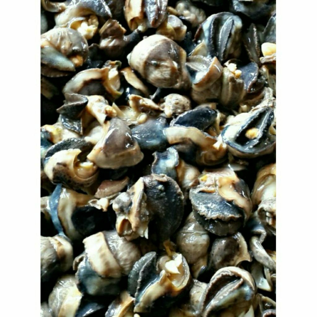 daging bekicot besar