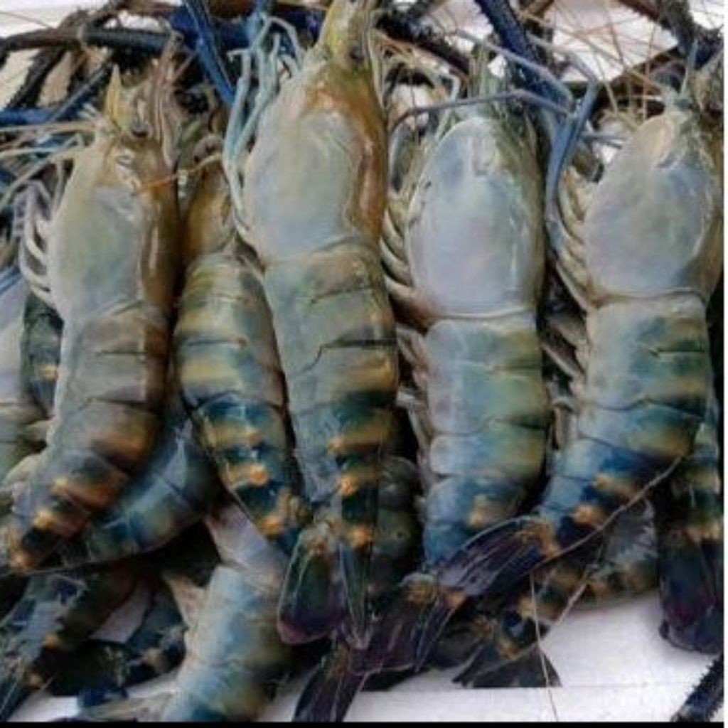 

Udang Galah segar/ udang galah fresh/ udang sungai segar fresh