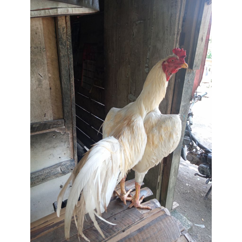 ayam bk klasik umur 8 bulan uk 6,5