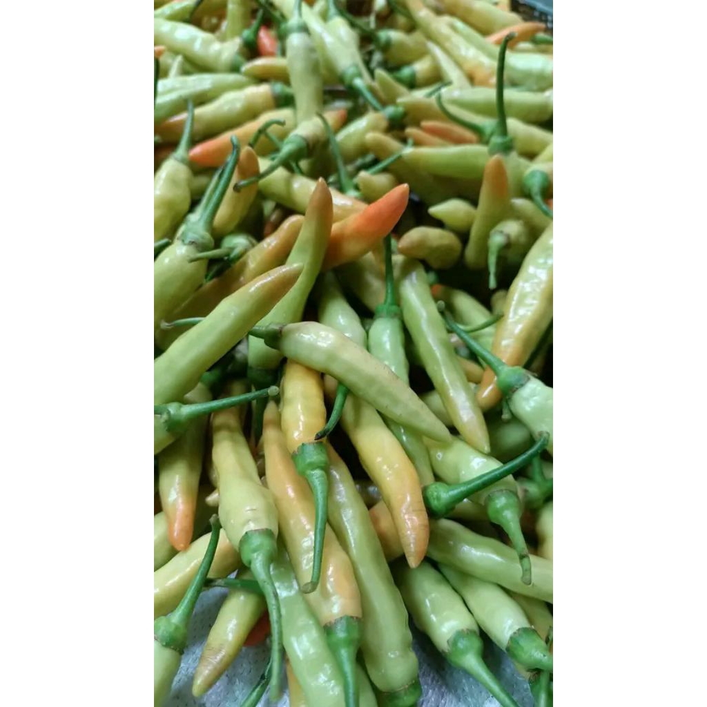 

cabai ijo pedas