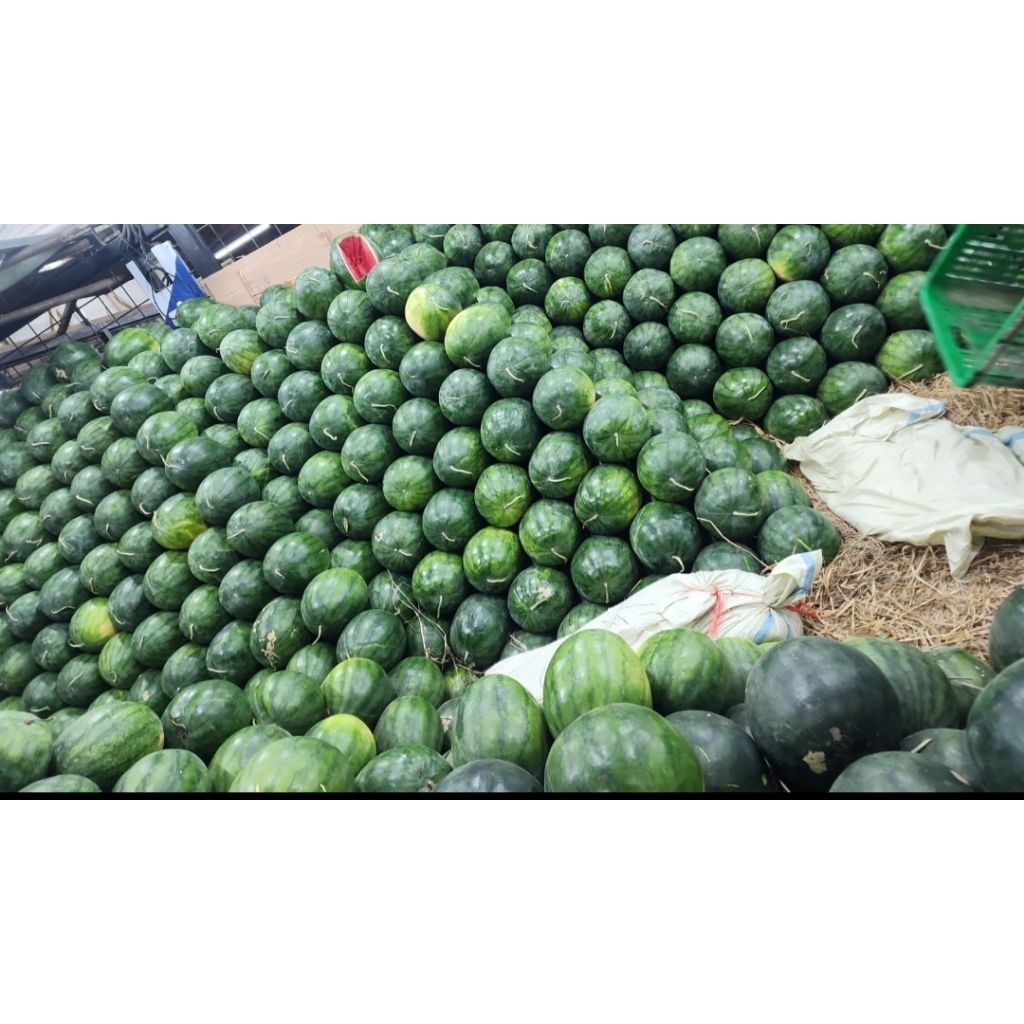 

semangka merah non biji